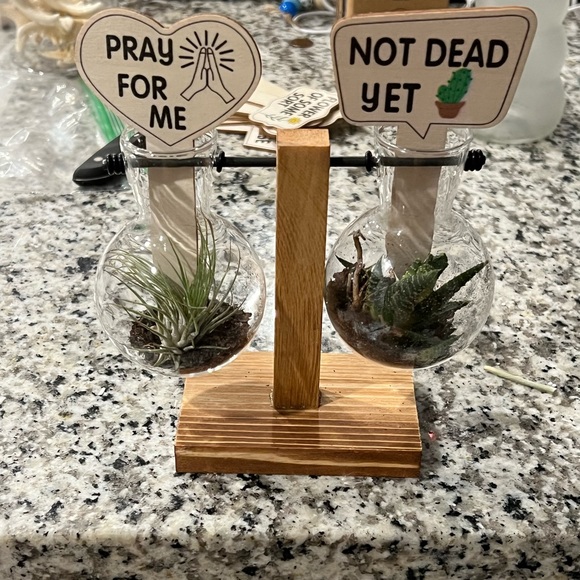 Airplants/Succulents with comical signs! - Picture 1 of 1